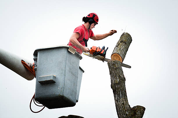 Reliable Luxemburg, WI Tree Care Solutions